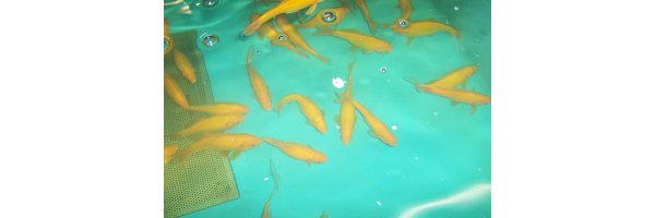 Gelbe Goldfische