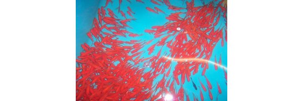 Frühbucher Teichbewohner 2026