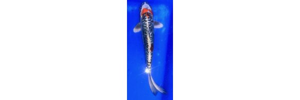Koi Metallic