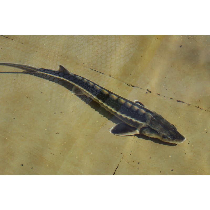 Acipenser gueldenstaedtii, Waxdick ( Diamantstör) 40- 50 cm, 59,00