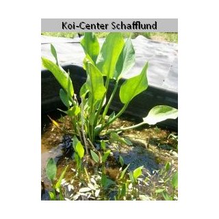 Froschlöffel - Alisma plantago-aquatica