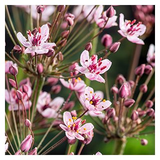 Schwanenblume Blumenbinse - Butomus umbellatus