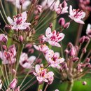 Schwanenblume Blumenbinse - Butomus umbellatus
