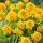 Sumpfdotterblume, gelb gefüllt Multiplex - Caltha palustris plena