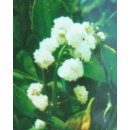 Zierliches Pfeilkraut - Sagittaria japonica