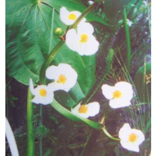 Pfeilkraut 40 cm - Sagittaria latifolia