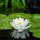 Nymphaea Seerose weiß