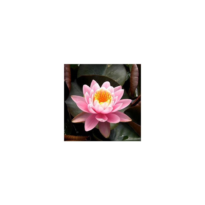 10 Semi Di Ninfea Rosa - NYMPHAEA CAPENSIS PINK - Fiore Acquatico Selezionato Per Laghetti