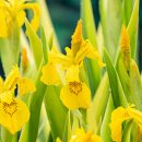 Sumpfschwertlilie, gelb - Iris pseudacorus