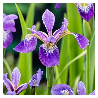 Sumpfiris, blau - Iris versicolor