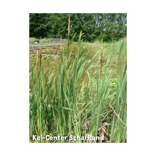 Breitbl. Rohrkolben - Typha latifolia