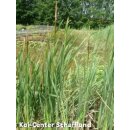 Breitbl. Rohrkolben - Typha latifolia