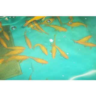 Gelber Goldfisch 10- 12 cm, 40 Stk
