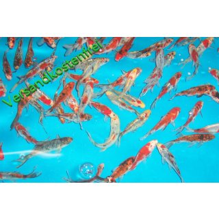 Shubunkin 7- 10 cm, 10 Stk. + Cometgoldfisch 7- 10cm,10 Stk. + Schleierschwanz 7- 10cm, 10 Stk. + Gelbe Goldfische