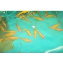 Shubunkin 7- 10 cm, 10 Stk. + Cometgoldfisch 7- 10cm,10 Stk. + Schleierschwanz 7- 10cm, 10 Stk. + Gelbe Goldfische