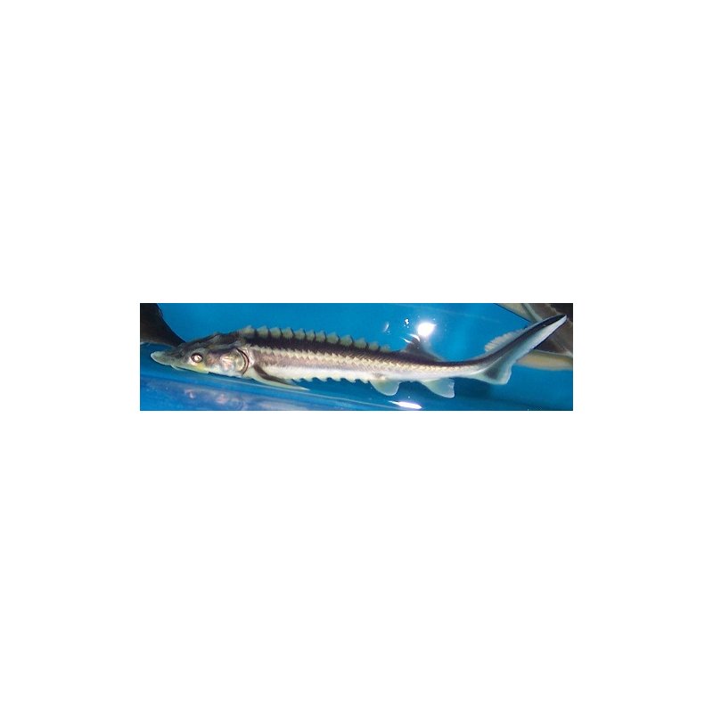 Störpaket 4 Störe 20- 25cm, Diamantstör+ Albino Sterlet, 88,90