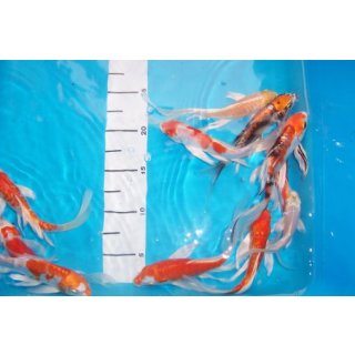 Butterfly Koi Set 7-10 cm 25 Butterfly Koi High quality Mix