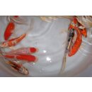 Butterfly Koi Set 10-12 cm 100 Butterfly Koi High quality...