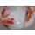 Butterfly Koi Set 10-12 cm 100 Butterfly Koi High quality Mix
