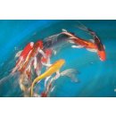 Butterfly Koi 18-20 cm 5 Butterfly Koi A Selektiert Mix