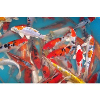 Koi Set 7-10 cm 25 Koi  High Quality Mix