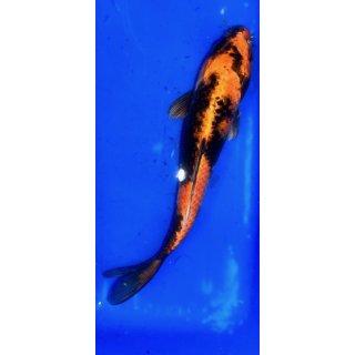 Koi 88-20-25 cm