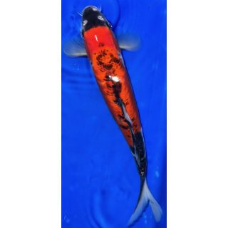 Koi36-30- 35 cm