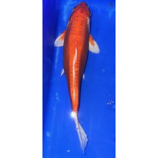 Koi40-30- 35 cm