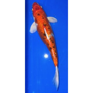 Koi43-30- 35 cm