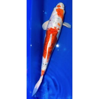 Koi50-30- 35 cm