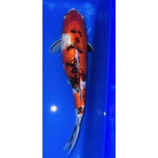 Koi51-30- 35 cm