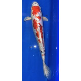 Koi52-30- 35 cm