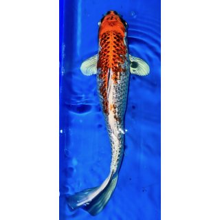 Koi 53-25-30 cm