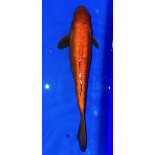 Koi 57-25-30 cm