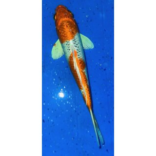 Koi 94-20-25 cm