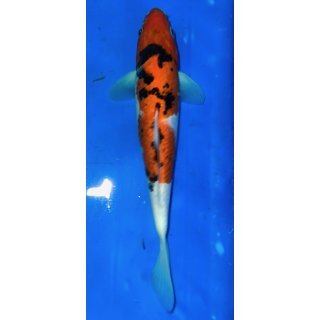 Koi106-20-25 cm