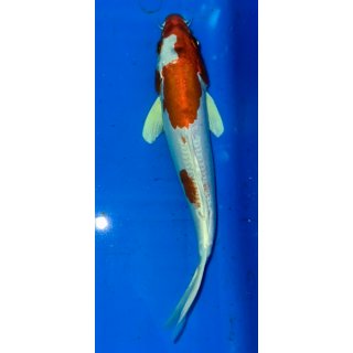 Koi117-20-25 cm