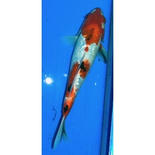 Koi124-20-25 cm