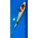 Koi148-20-25 cm