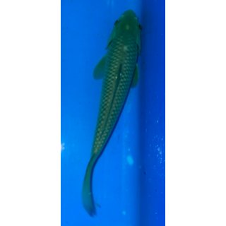 Koi161-20-25 cm