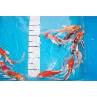 Butterfly Koi AA high quality 15-20 cm, 10 Stück