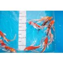 Butterfly Koi AA high quality 15-20 cm, 10 Stück