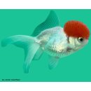 Schleierschwanz Oranda Rotkopf (Red Cap) 6-8 cm