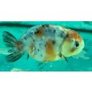 Schleierschwanz Ranchu Mix 4-6 cm
