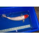 Japan Koi