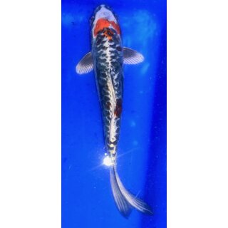 Koi Metallic 10- 12 cm