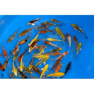 Japan Koi Tosai Mix  10- 12cm