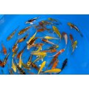 Japan Koi Tosai Mix  10- 12cm