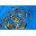 Japan Koi Tosai Mix  10- 12cm