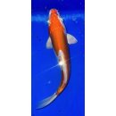 Koi 8- 20-25cm
